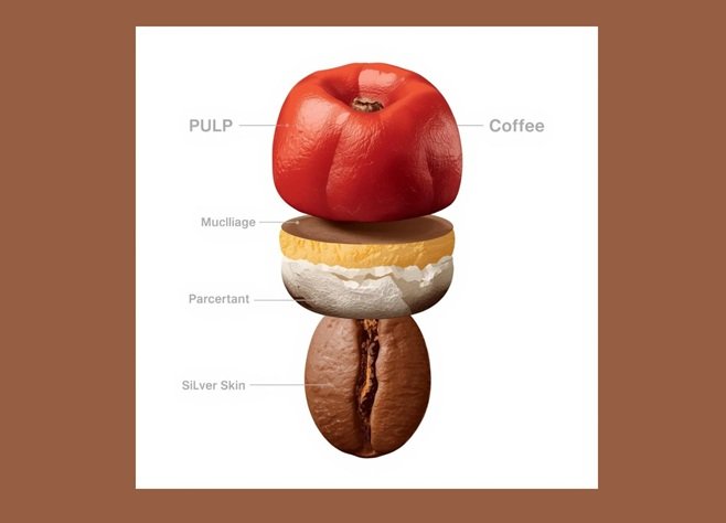 partes del cafeto